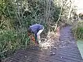 Digging sedge from boardwalk