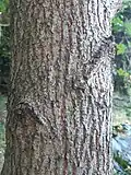 Field Maple