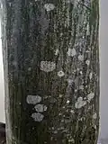 Hornbeam