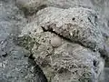 Close up of clint wall with several fossils
