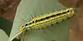 Larva on Triadica sebifera