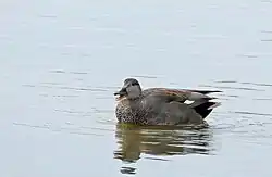 Gadwall, Castelló d'Empúries, Catalonia