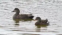 Gadwall, Rome