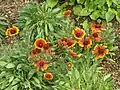 Gaillardia × hybrida 'Kobold'