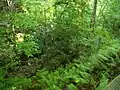 Vegetation