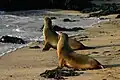 A pair of Galápagos sea lions (Zalophus wollebaeki) on Isabela Island, Galapagos Islands. Photographed in the early morning.