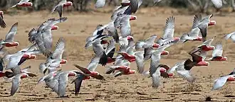 Flock of galahs, Dimantina National Park, 2017