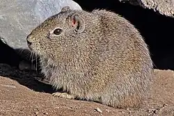 Brown cavy