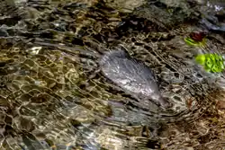Colour photograph of an animal resembling a rat but with a very elongated snout.