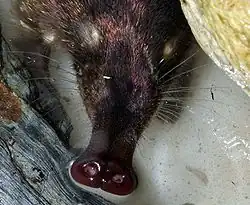 Close-up of an animal's trunk with long perpendicular hairs at the base, the tip bare and ending in two bulbous nostrils surrounded by papillae.