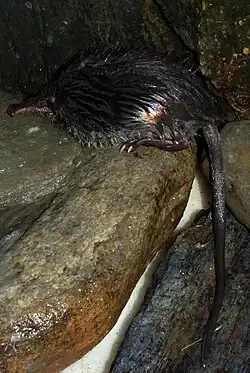 Side view of an animal with long wet fur, a long tail emerging on one side, and an elongated snout on the other.