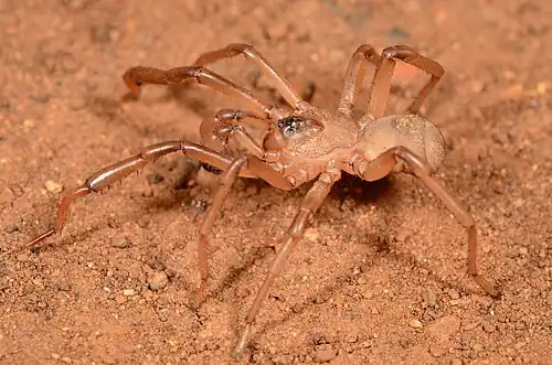 male