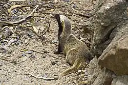Brown and black mustelid on rocks