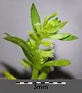 Infructescence (apical)