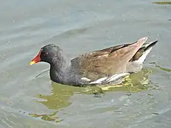 Common moorhen, Milan