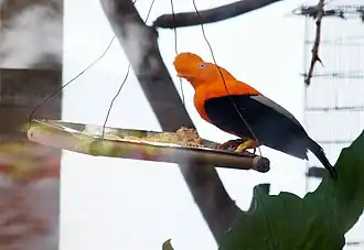 Male Andean cock-of-the-rock