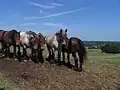 Brabant draft horses