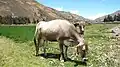 A cow in Pampas.