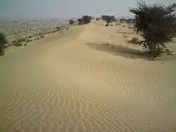 Ganganagar Gharsana tehsil desert