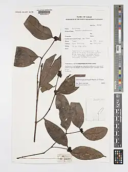 Pressed and dried leaves on a labelled sheet