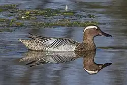 Garganey, Estanque de San Lázaro, Trujillo, Spain
