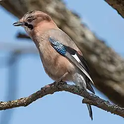 Eurasian jay, Stockholm