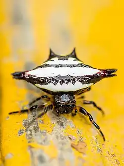 G. geminata Bangalore, India