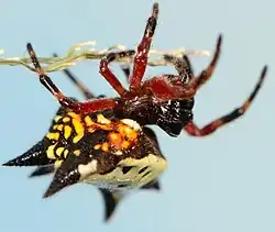juvenile female
