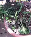 Gasteria rawlinsonii has long hanging stems. Its leaves have a rough surface.