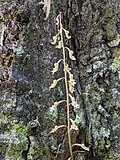 Growing in a forested area