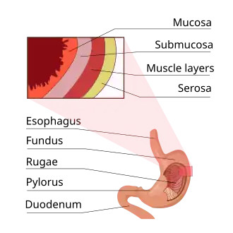 Stomach.