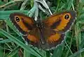 Gatekeeper, Pyronia tithonus