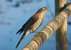 Eurasian sparrowhawk, Barcelona, Catalonia