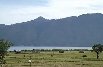 Gayo ponies in pastures on the southern shore of Lake Laut Tawar