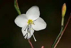 Gayophytum heterozygum