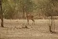 Kob antelope