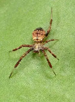 female