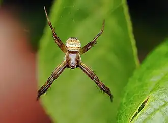 female G. theridioides