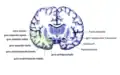 Coronal section. Parahippocampal gyrus labelled at bottom center.