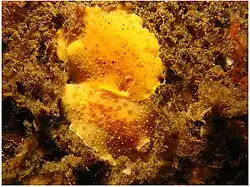Geitodoris heathi