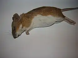 Dead brown and white mouse