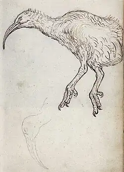 drawing of red rail