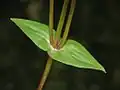 Leaves