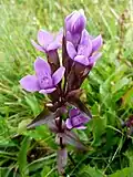 Field gentian near Breitfirst&nbsp;[fr].