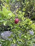Gopher apple fruit