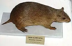 Stuffed brown hutia