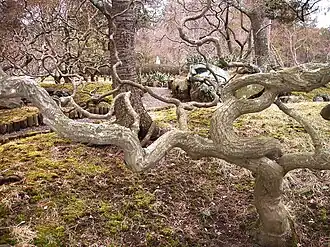 Japanese Garden