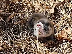 Brown mole-rat