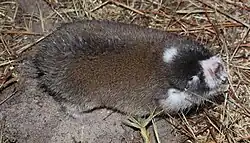 Brown mole-rat