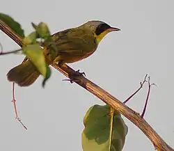 Masked yellowthroat
